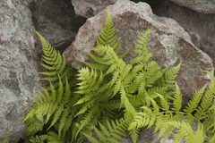 Athyrium yokoscense
