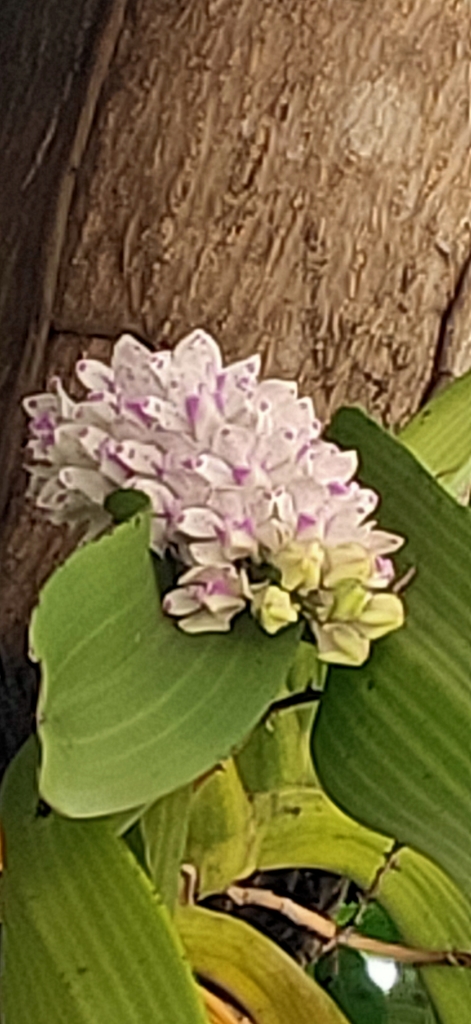 Rhynchostylis gigantea