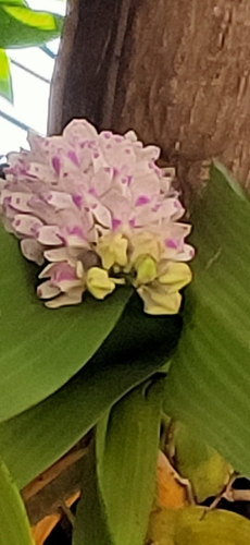 Rhynchostylis gigantea, photograph 2
