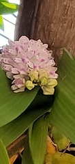Rhynchostylis gigantea, photograph (c) Wutthichayapartith Rasvara Nangkasamarinile, some rights reserved (CC BY)