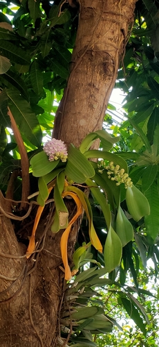 Image of Rhynchostylis gigantea by (c) Wutthichayapartith Rasvara Nangkasamarinile, some rights reserved (CC BY)