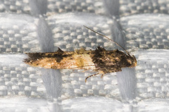 Walshia miscecolorella