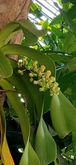 Rhynchostylis gigantea, photograph (c) Wutthichayapartith Rasvara Nangkasamarinile, some rights reserved (CC BY)