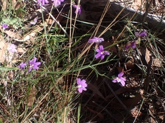 Scaevola ramosissima