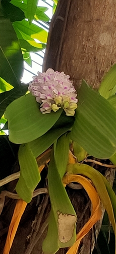 Rhynchostylis gigantea, photograph 6