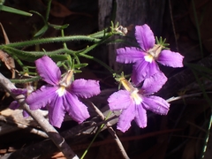 Scaevola ramosissima