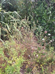 Haloragis erecta erecta