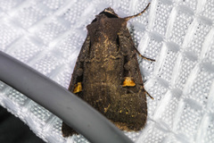 Adelphagrotis indeterminata