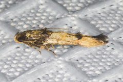 Walshia miscecolorella