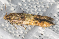 Walshia miscecolorella