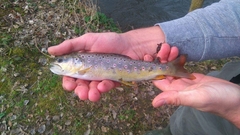 Salmo trutta fario