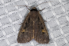 Adelphagrotis indeterminata