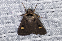 Adelphagrotis indeterminata