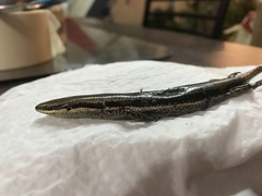 Marisora unimarginata