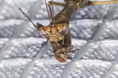 Litaneutria pacifica