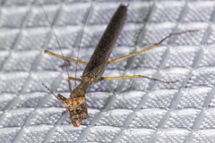 Litaneutria pacifica