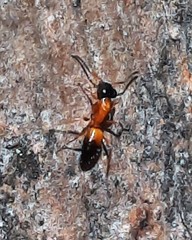 Opisthopsis