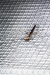 Litaneutria pacifica