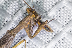 Litaneutria pacifica