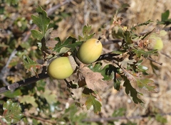 Quercus garryana breweri