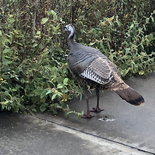 Wild Turkey photographed in Hawaii
