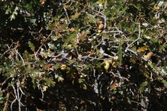 Quercus garryana breweri
