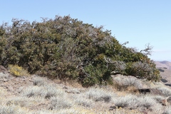 Quercus garryana breweri