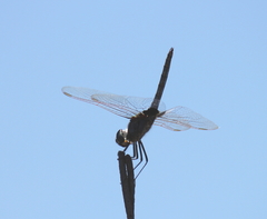 Urothemis