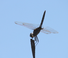 Urothemis