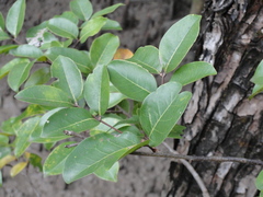 Xylocarpus moluccensis