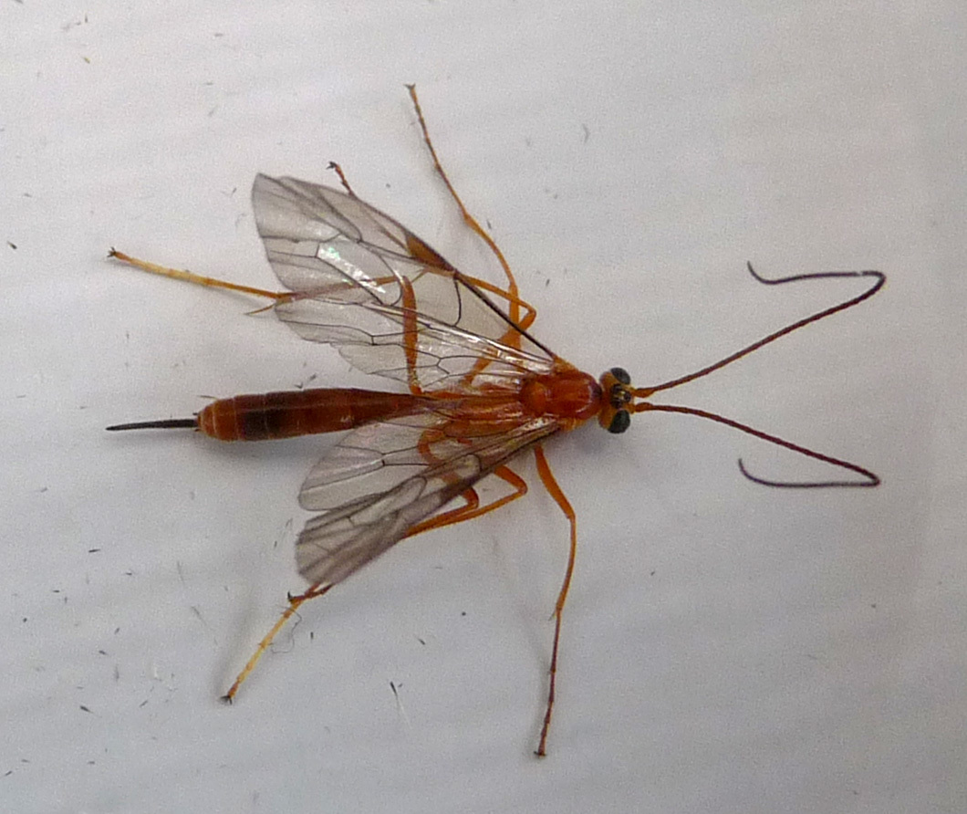 Netelia Infractor Are Netelia Wasps Dangerous