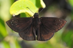 Ephyriades brunnea