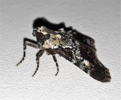 Orthaga rubridiscalis