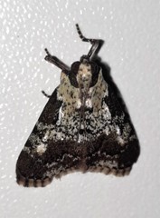 Orthaga rubridiscalis