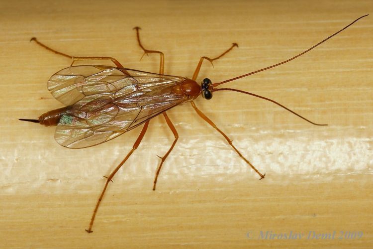 Netelia testacea