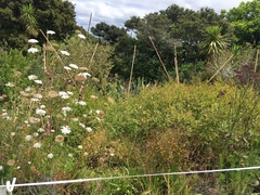 Haloragis erecta erecta