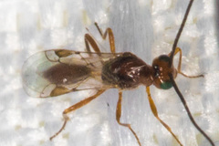 Euphorinae