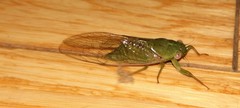Chlorocysta vitripennis