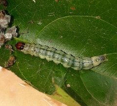 Phostria