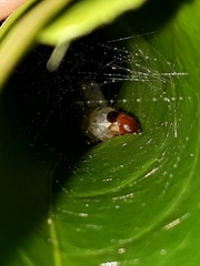 Phostria