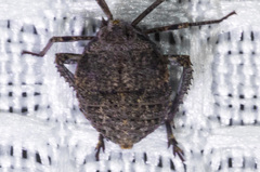 Orgerius
