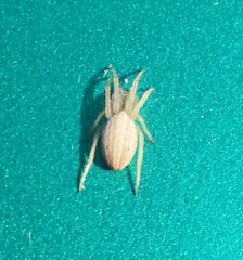Larinia borealis