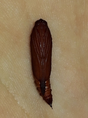 Phostria