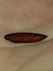 Phostria