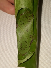 Phostria