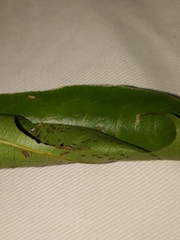 Phostria