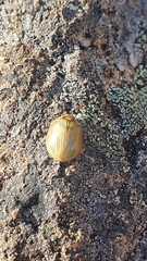 Paropsisterna bimaculata