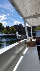 Chroicocephalus novaehollandiae