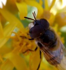 Copestylum marginatum