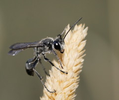 Isodontia obscurella